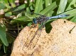 Orthetrum stemmale mature male 2